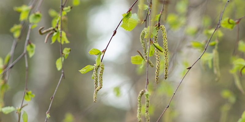 Siitepölyallergia