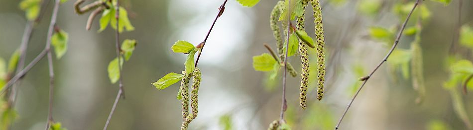 Siitepölyallergia