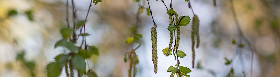 Siitepölyallergian aiheuttajakasvit