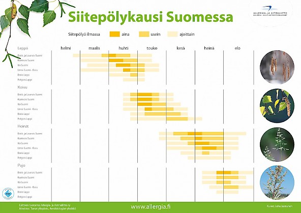 allergia kartta Siitepölykausi allergia kartta