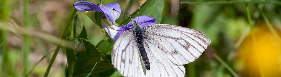 Kaakkois-Suomen perhoskesä